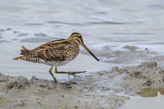 Common snipe (Gallinago gallinago) foraging in shallow water by probing soft mud at mudflat along