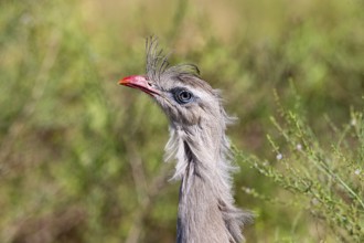Red-footed seriema (Cariama cristata) Pantanal Brazil