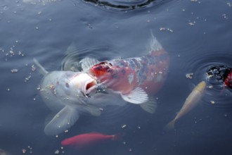 Koi (Cyprinus carpio), goldfish (Carassius auratus), fish, food, water, garden pond, hobby, Two
