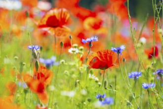 Corn poppy (Papaver rhoeas) and cornflower (Centaurea cyanus) in bloom in a meadow, Saxon