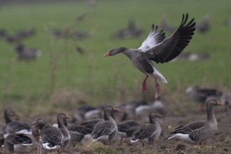 Greylag goose (Anser anser), Texel, Netherlands