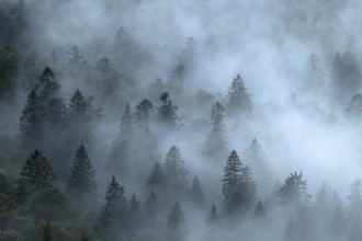 Forest in the fog, Vosges, FranceGamois (Rupicapra rupicapra), Vosges, France, Europe