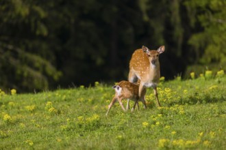 One female Manchurian sika deer or Dybowski's sika deer (Cervus nippon mantchuricus or Cervus