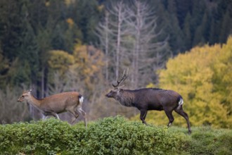 Rutting season. A Japanese sika deer (Cervus nippon nippon) stag follows a fragrant female. In the