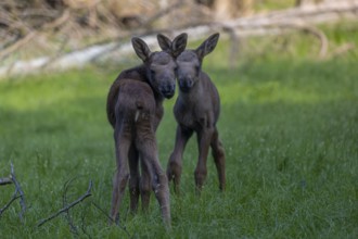 Two baby moose or elk, Alces alces, (8 days old, born May 8, 2020) standing on a meadow with fresh