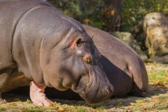Two hippopotamus or hippo (Hippopotamus amphibius), grazing on a river bank