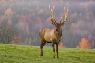 An Altai maral stag, Altai wapiti or Altai elk (Cervus canadensis sibiricus) stands on a meadow in