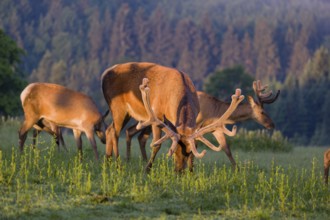 An Altai maral stag, Altai wapiti or Altai elk (Cervus canadensis sibiricus) and some hinds stand