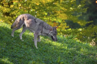 A eurasian gray wolf (Canis lupus lupus) runs down a hill across a green meadow with a forest in