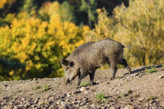 A wild boar or wild pig (Sus scrofa), runs across a clearing in hilly terrain in search of food. In