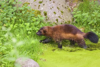 A wolverine, (Gulo gulo), stands in the water of a small pond, covered with duckweed