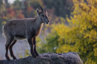 An adult female ibex (Capra ibex) stands on a rock. A forest in autumn colors can be seen in the