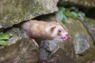 A male ferret (Mustela putorius furo) looks out from a crevice