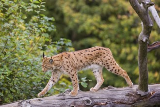 A Eurasian lynx (Lynx lynx) runs down a dead tree lying at an angle