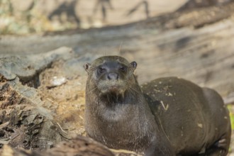One giant otter or giant river otter (Pteronura brasiliensis) resting on a log lying on the river