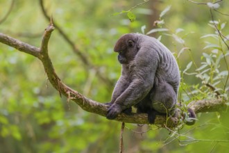 A common woolly monkey, brown woolly monkey, or Humboldt's woolly monkey (3) (Lagothrix