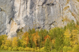 Gößler Wand in autumn. It is a rockwall of 180 m height between the lakes Toplitzsee and Grundlsee.