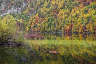 Lake Toplitz, forest in full autumn colors, Austria, Europe