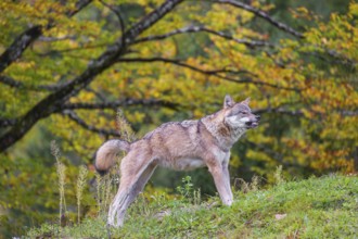 A eurasian gray wolf (Canis lupus lupus) stretches out on a meadow on a hill with a colourful