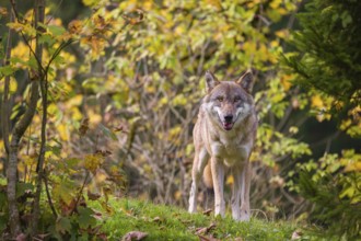 A eurasian gray wolf (Canis lupus lupus) stands on a meadow on a hill with a colourful foliage in