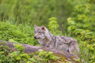 A male Eurasian gray wolf (Canis lupus lupus) stands on a hill, behind a rotting tree lying on the