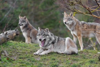 Three grey wolves (Canis lupus lupus), an adult female and a male as well as a cub, are