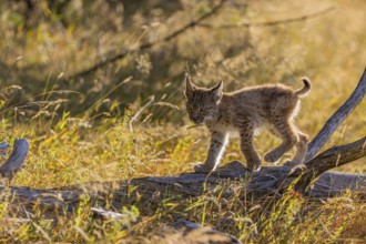 One young (10 weeks old) male Eurasian lynx, (Lynx lynx), walking over a rotten tree. Backlit