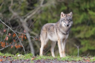 A young grey wolf (Canis lupus lupus) stands at the edge of the forest on a cloudy day and observes