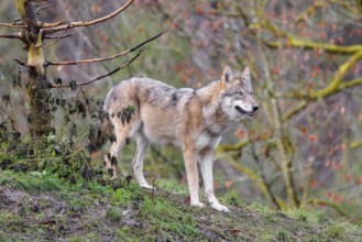 An adult female grey wolf (Canis lupus lupus) stands at the edge of the forest on a cloudy day and