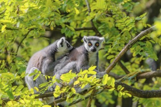 Two ring-tailed lemurs (Lemur catta) sit high up in a tree on a branch between fresh green leaves