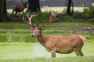 A red deer stag (Cervus elaphus) stands in a pond covered with duckweed