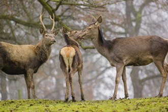 A Red Deer hind with her calf (Cervus elaphus) and a young stag stand on a green meadow at a forest
