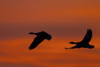 Greylag goose (Anser anser), Sweden, Europe