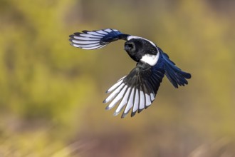 Eurasian magpie, common magpie (Pica pica) in flight
