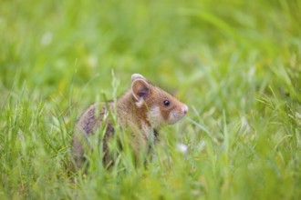 A European hamster (Cricetus cricetus), Eurasian hamster, black-bellied hamster or common hamster,