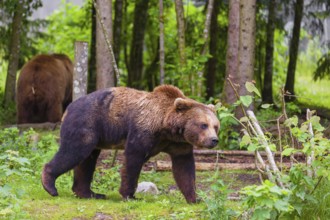 An adult female and a young male Eurasian brown bear (Ursus arctos arctos) stand in a forest
