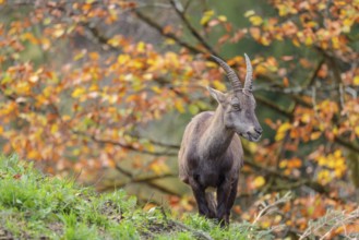 A female ibex (Capra ibex) standing on a cloudy day on a green meadow on top of a hill. A forest in