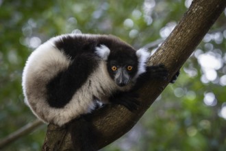 Black and white ruffed lemur (Variecea variegata) in the ren forests of the Maromizaha Reserve in