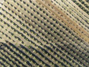 Cultivated olive trees (Olea europaea). Aerial view. Drone shot. Córdoba province, Andalusia,