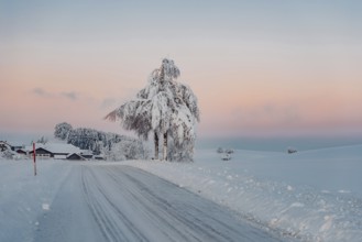 Deep snowy winter morning mood near Halblech in the foothills of the Alps in the Allgäu with the