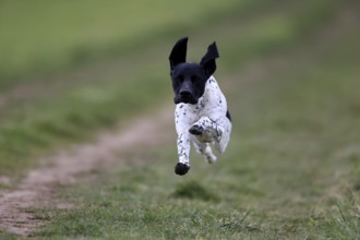 German Shorthair, (Canis lupus familiaris), adult, male, male, running, pointing dogs, Rhineland