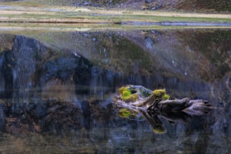 A tree trunk covered with moss floats on a still lake, Felbertal, Mittersill, Salzburg, Austria,