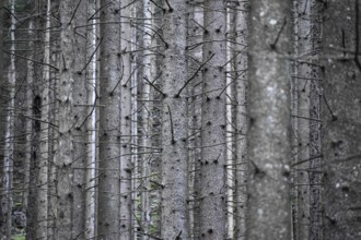 Spruce monoculture in Berchtesgaden National Park, abstract, symbol of unnatural forest, forestry,
