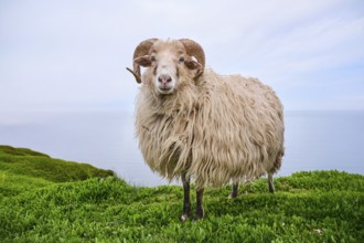 Domestic sheep (Ovis aries) 'Heidschnucke moorland sheep' on a meadow, Helgoland, Germany, Europe