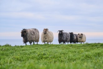Domestic sheep (Ovis aries) 'Heidschnucke moorland sheep' on a meadow, Helgoland, Germany, Europe