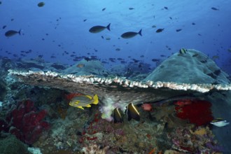 Various fish seek shelter under a large table coral (Acropora hyacinthus) in a blue underwater