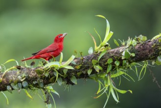 Summer cardinal (Piranga rubra), tanager (Thraupidae), Costa Rica, Central America