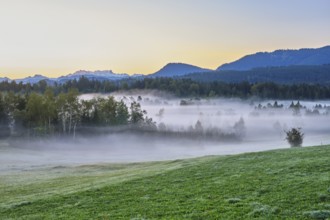 Trees in the early morning mist, Eigenried raised bog, Zugerberg, Canton Zug, Switzerland, Europe