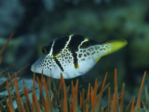 A striped mimicry filefish (Paraluteres prionurus) swims through the water in a reef with