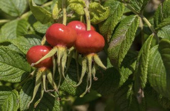 Rosehip of the potato rose (Rosa rugosa), wild form, North Friesland, Schleswig-Holstein, Germany,